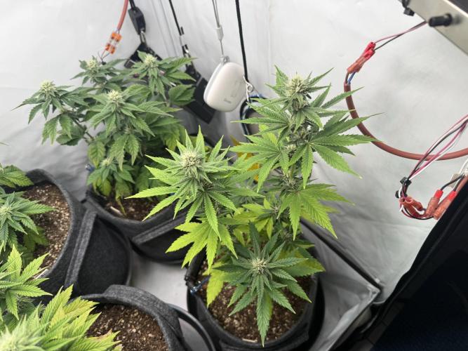 Pistachio #2025. Week 9 - Day #71 F#27