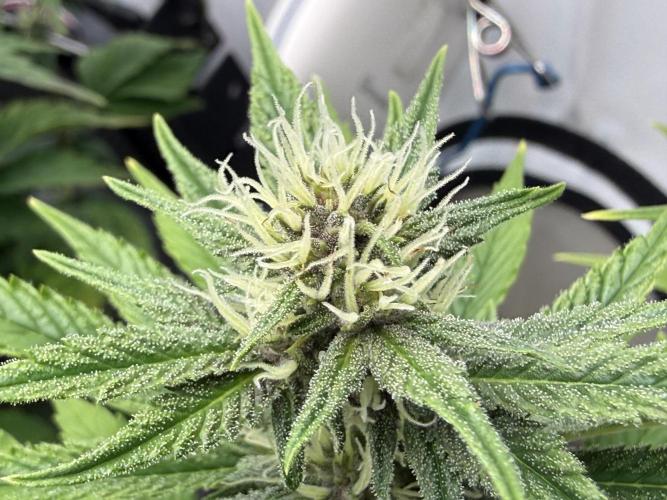 Pistachio #2025. Week 9 - Day #71 F#27