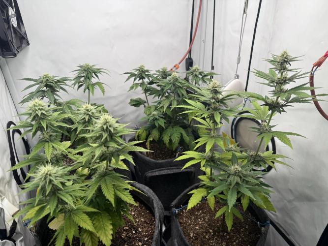 Pistachio #2025. Week 9 - Day #71 F#27