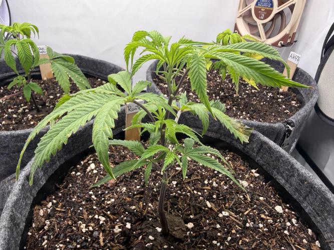 Runtz #2026. Week 3 - Day #30