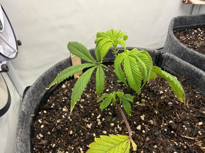 Blue Zushi #2026. Week 3 - Day #30