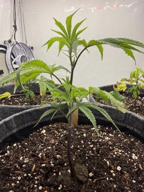 Runtz #2026. Week 3 - Day #31