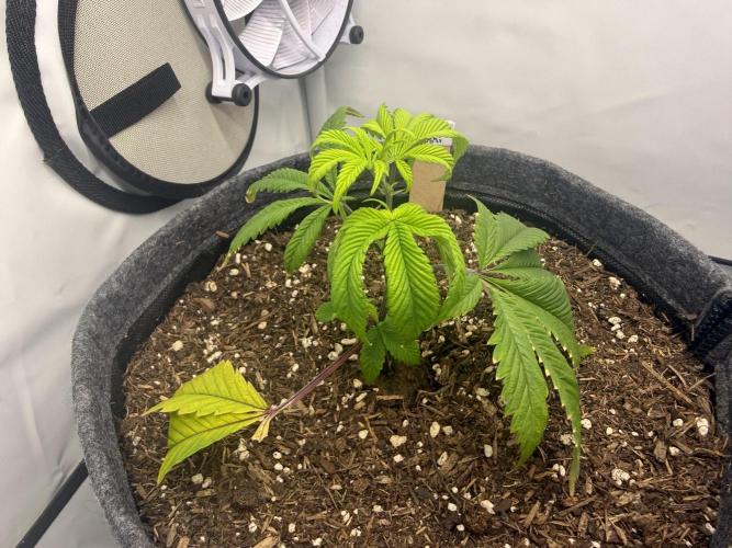 Blue Zushi #2026. Week 3 - Day #31