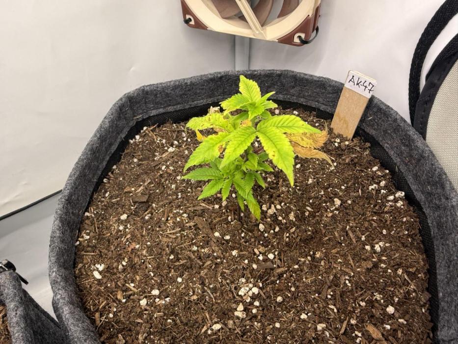 AK 47 #2026. Week 4 - Day #36