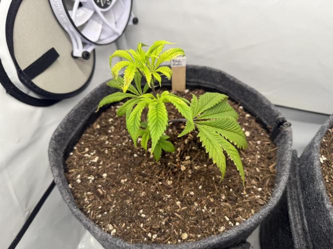 Blue Zushi #2026. Week 4 - Day #36