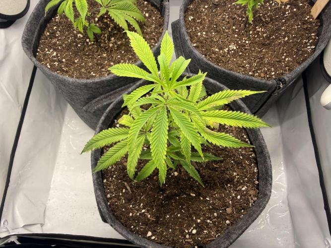 Runtz #2026. Week 4 - Day #36