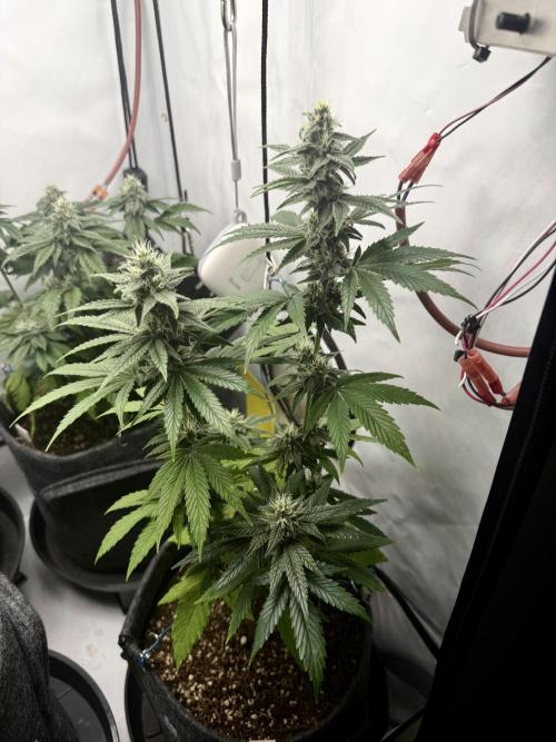 Pistachio #2025. Week 10 - Day #78 F#34