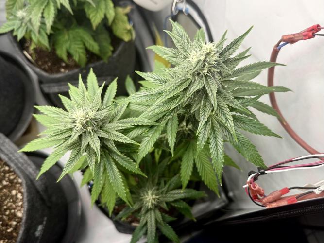 Pistachio #2025. Week 10 - Day #78 F#34