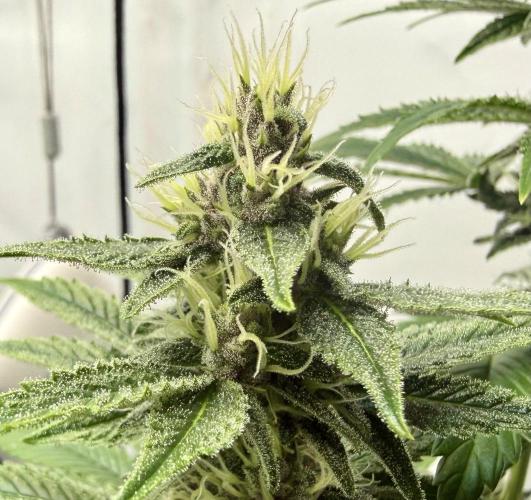 Pistachio #2025. Week 10 - Day #78 F#34