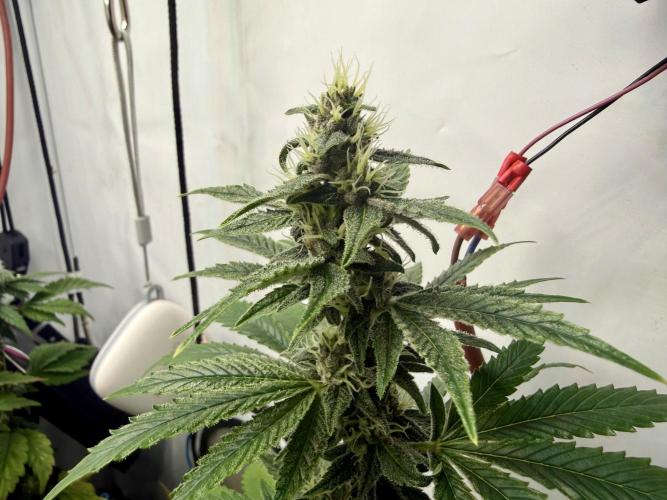 Pistachio #2025. Week 10 - Day #78 F#34