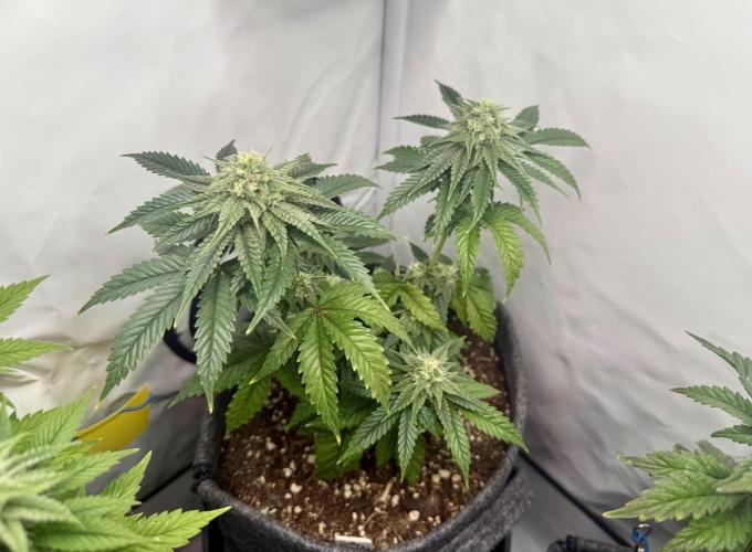 Jelly Donutz #2025. Week 10 - Day #78 F#34