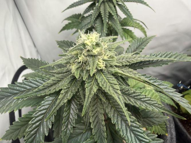 Jelly Donutz #2025. Week 10 - Day #78 F#34