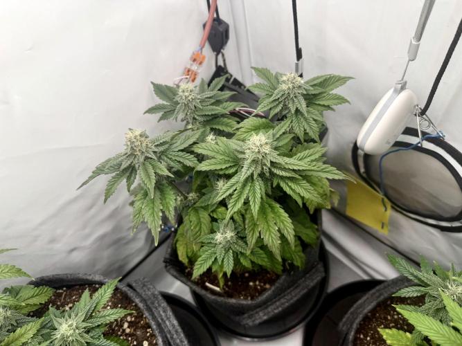 G.S. Cookies #2025. Week 10 - Day #78 F#34