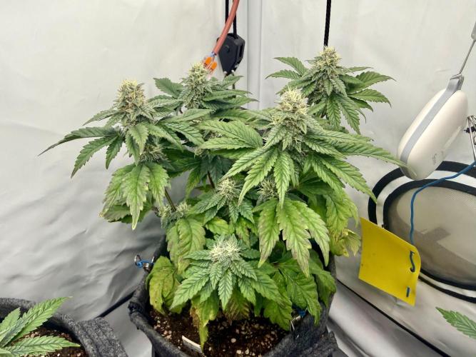 G.S. Cookies #2025. Week 10 - Day #78 F#34