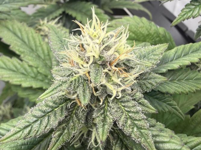 G.S. Cookies #2025. Week 10 - Day #78 F#34