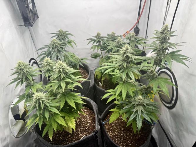 G.S. Cookies #2025. Week 10 - Day #78 F#34