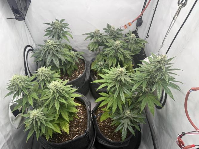 G.S. Cookies #2025. Week 10 - Day #78 F#34