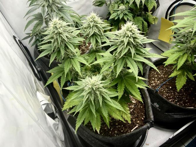 Orange Creampop #2025. Week 10 - Day #78 F#34