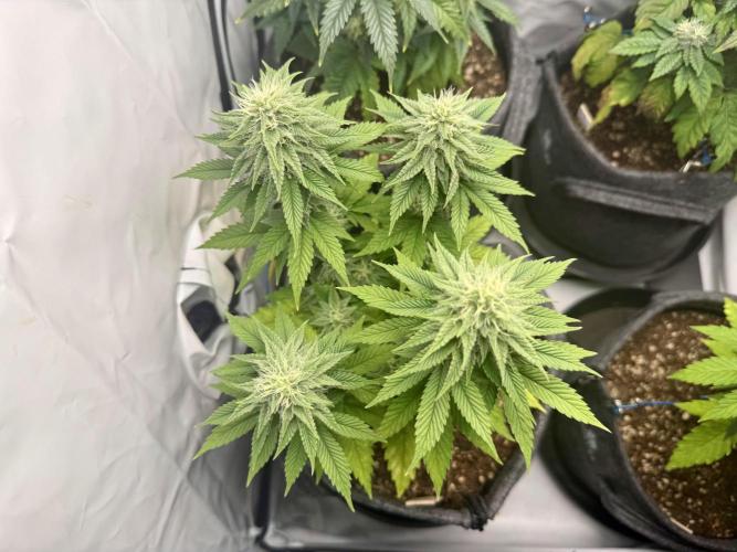 Orange Creampop #2025. Week 10 - Day #78 F#34