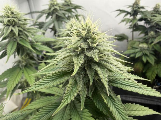 Orange Creampop #2025. Week 10 - Day #78 F#34