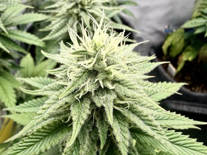 Orange Creampop #2025. Week 10 - Day #78 F#34