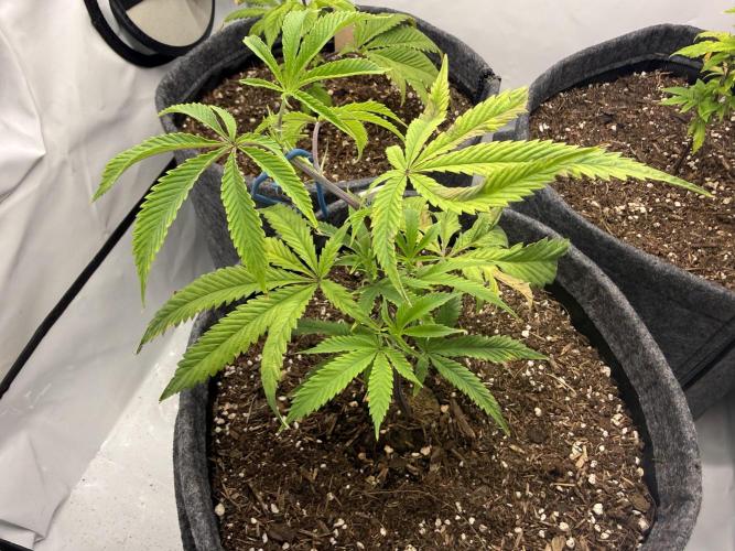 Runtz #2026. Week 4 - Day #37