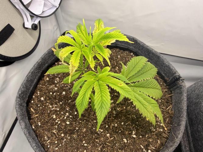 Blue Zushi #2026. Week 4 - Day #37