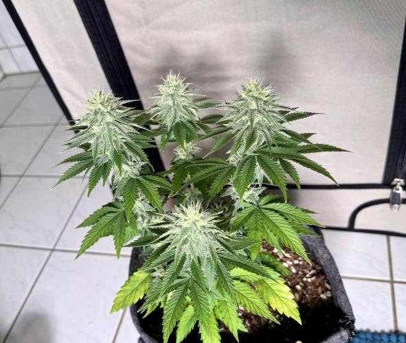 Orange Creampop #2025. Week 10 - Day #79 F#35