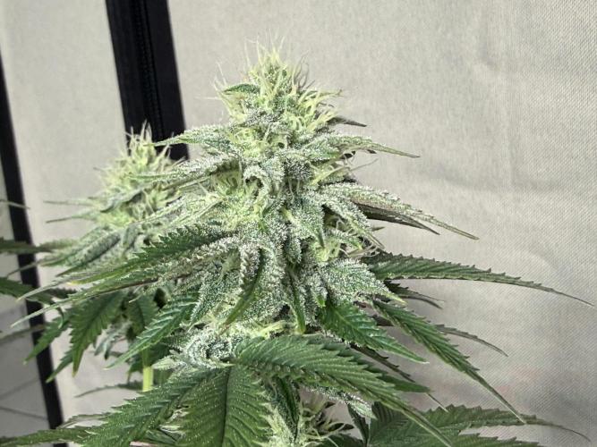 Orange Creampop #2025. Week 10 - Day #79 F#35