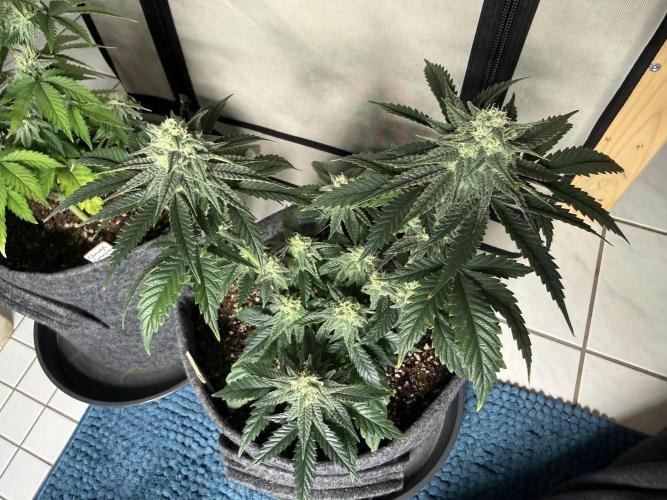 Jelly Donutz #2025. Week 10 - Day #79 F#35