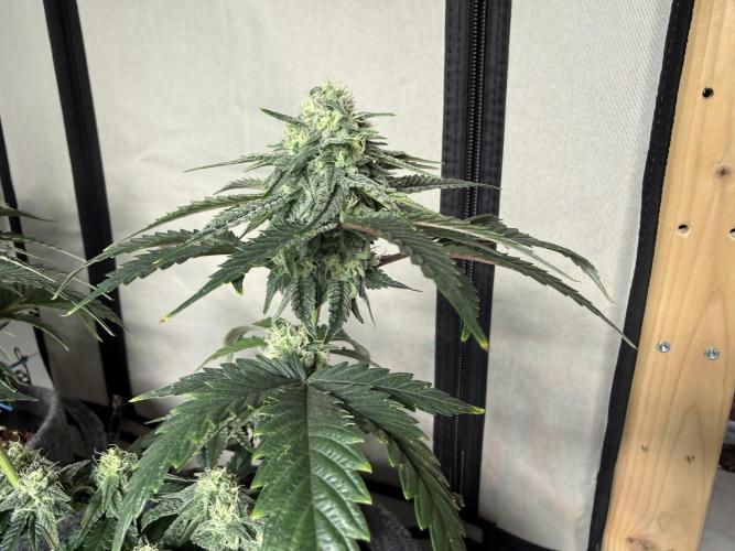 Jelly Donutz #2025. Week 10 - Day #79 F#35