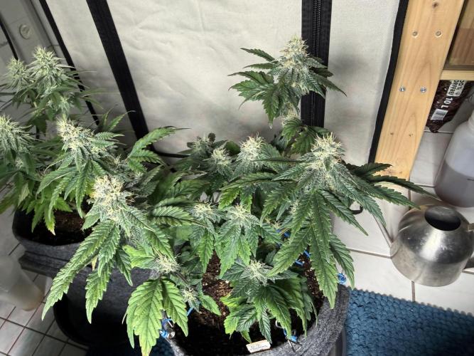 G.S. Cookies #2025. Week 10 - Day #79 F#35