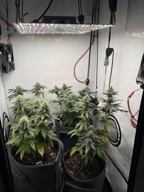 Pistachio #2025. Week 10 - Day #79 F#35