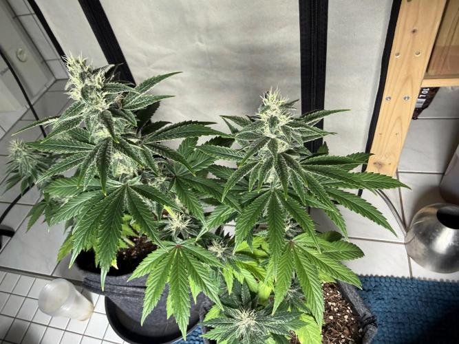 Pistachio #2025. Week 10 - Day #79 F#35