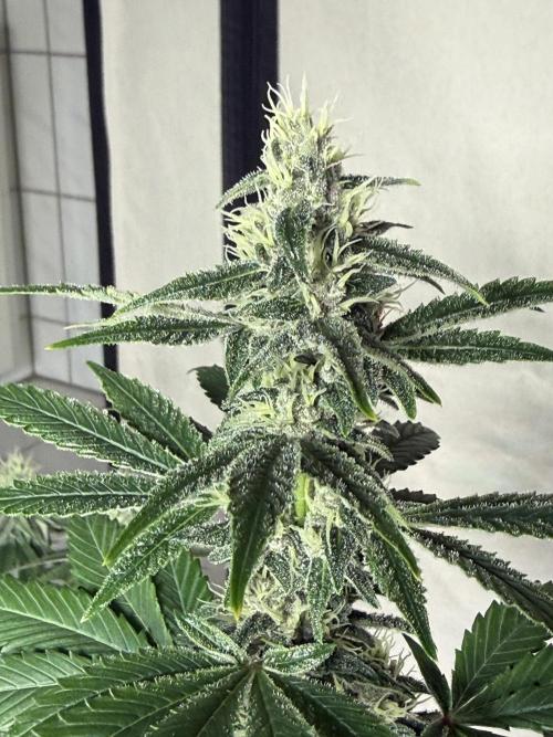 Pistachio #2025. Week 10 - Day #79 F#35