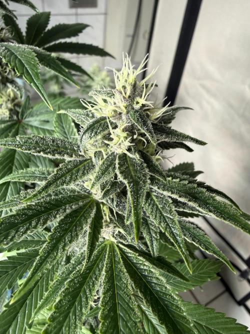 Pistachio #2025. Week 10 - Day #79 F#35