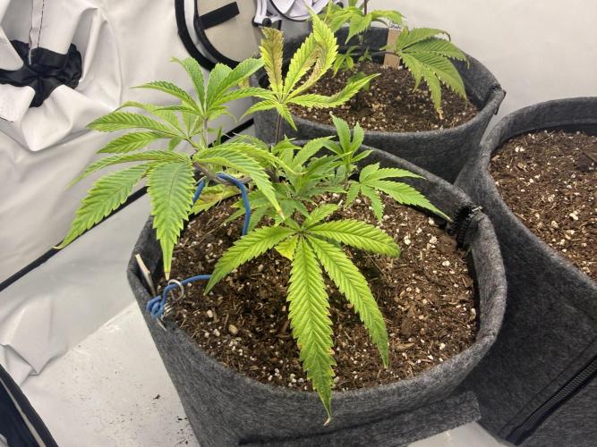 Runtz #2026. Week 4 - Day #38