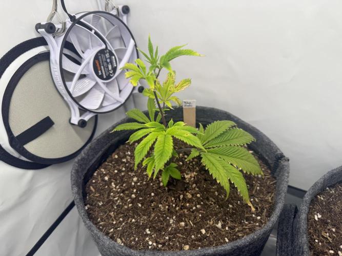 Blue Zushi #2026. Week 4 - Day #38