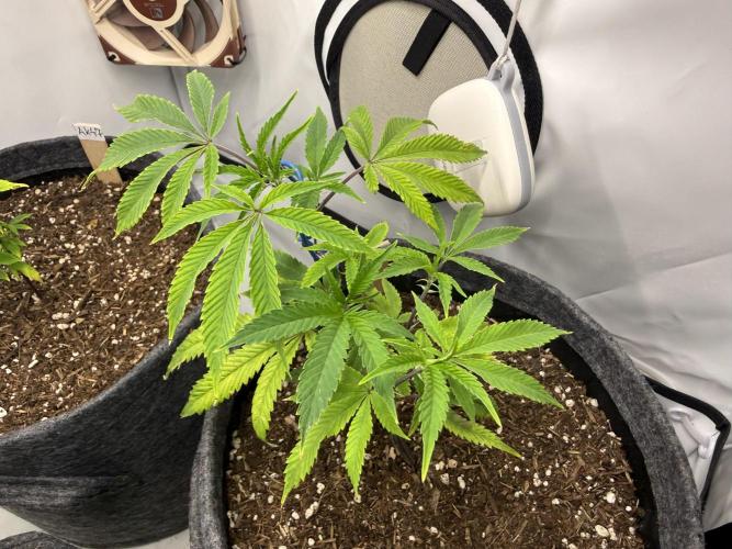 Runtz #2026. Week 5 - Day #42