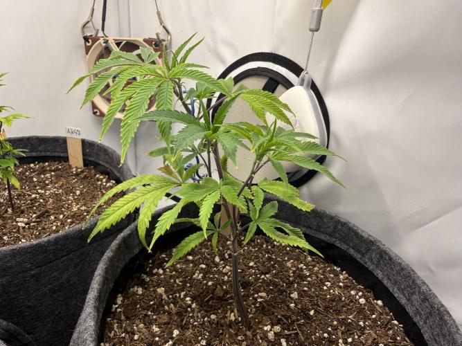 Runtz #2026. Week 5 - Day #42