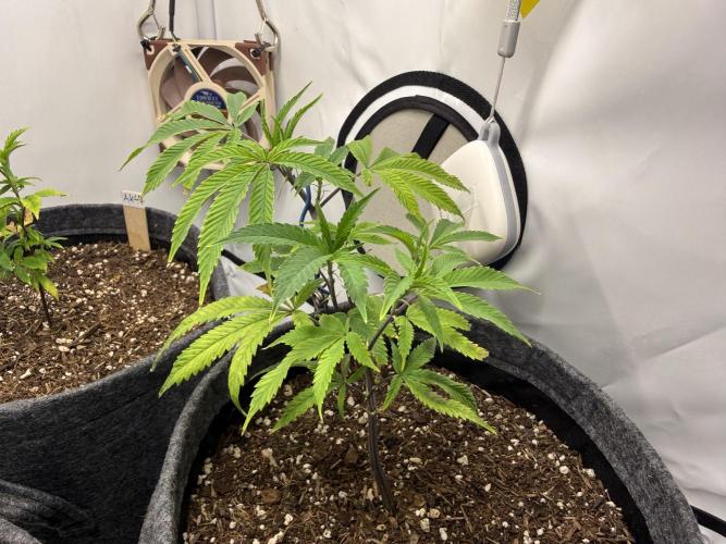 Runtz #2026. Week 5 - Day #42