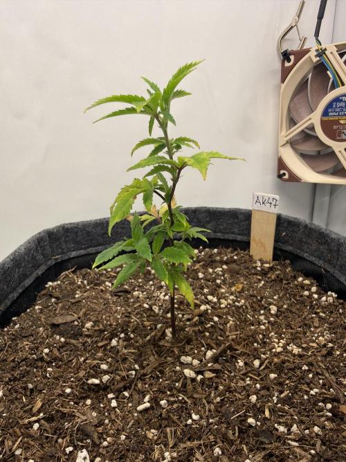 AK 47 #2026. Week 5 - Day #42