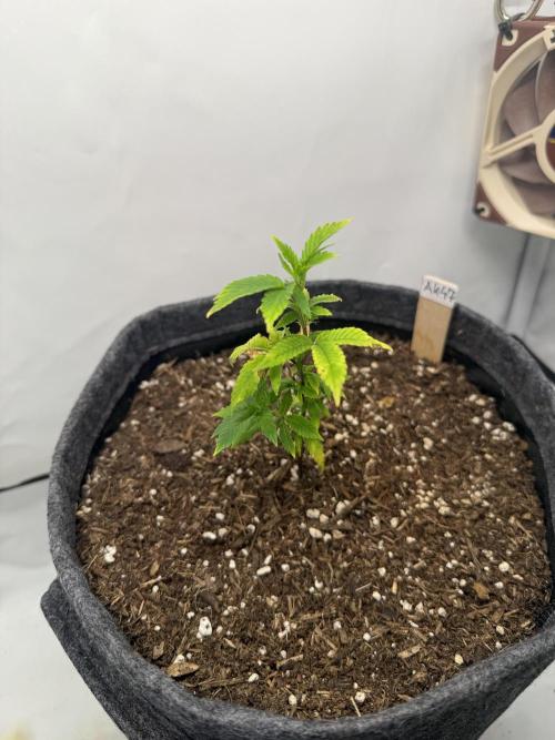 AK 47 #2026. Week 5 - Day #42