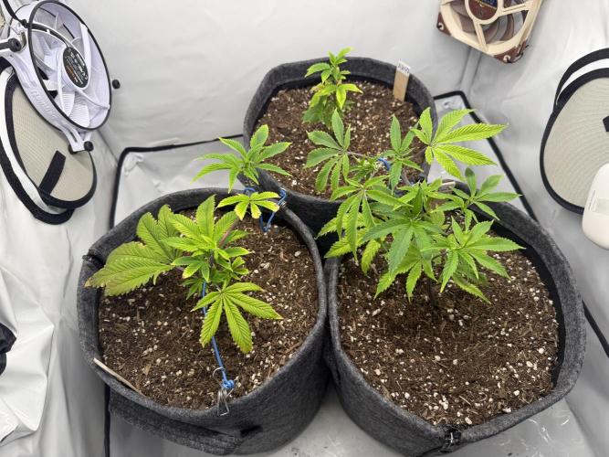 AK 47 #2026. Week 5 - Day #42