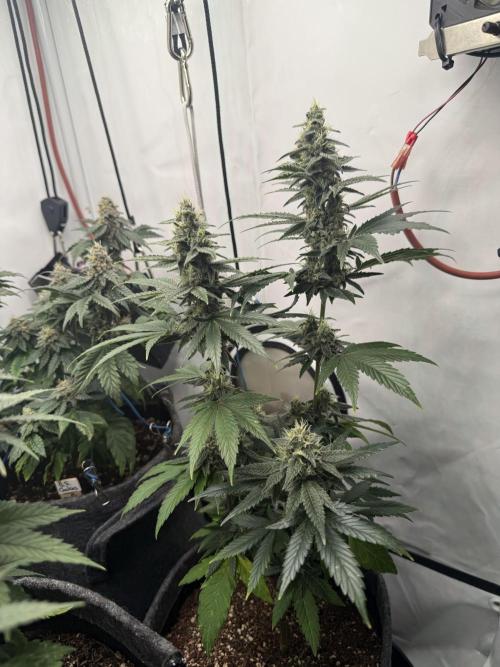 Pistachio #2025. Week 11 - Day #85 F#41