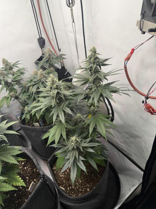 Pistachio #2025. Week 11 - Day #85 F#41