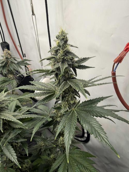 Pistachio #2025. Week 11 - Day #85 F#41