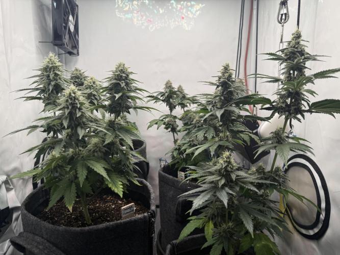 Pistachio #2025. Week 11 - Day #85 F#41