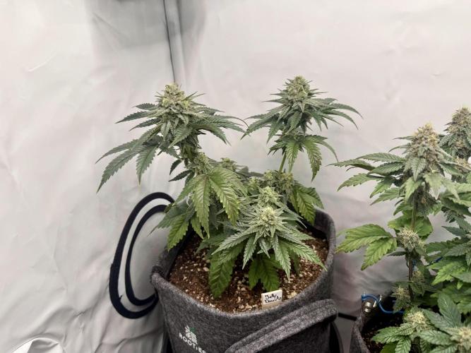 Jelly Donutz #2025. Week 11 - Day #85 F#41