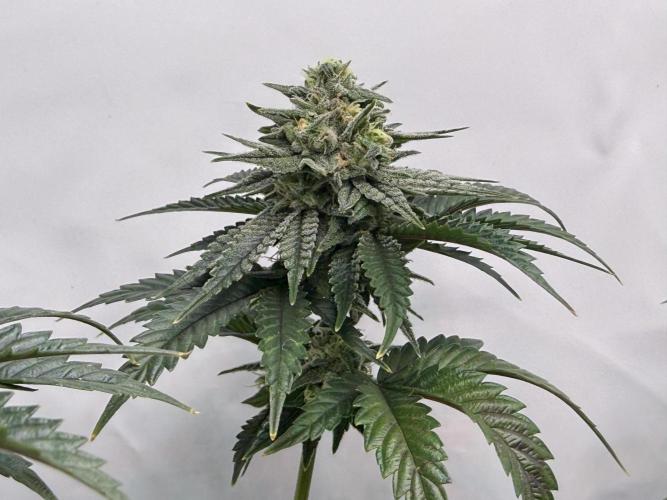 Jelly Donutz #2025. Week 11 - Day #85 F#41